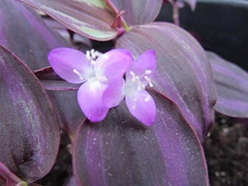 Generico Tradescantia Zebrina Pendula - Red Hill - Succulente - 4 x Talee e Radicata