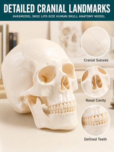 Image of Human Skull Model for Anatomy, Life-Size Anatomically Correct Skull with Magnetic Assembly, 3-Part Detachable Realistic Skull for Medical Students, Artists, Classroom Teaching Display