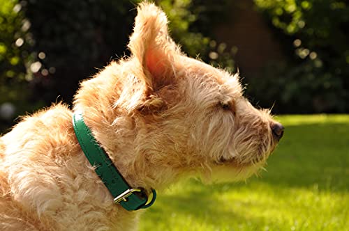 Schnüffelfreunde Halsband für Hunde aus Leder, Hundehalsband für den großen, mittleren und kleinen Hund, Lederhalsband gepolstert, robust (L - 36-45cm, Grün)