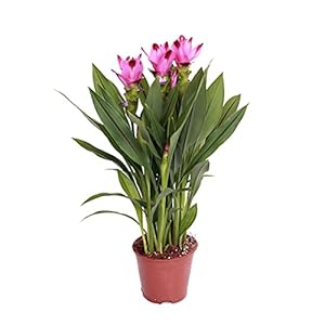 Bloomique Curcuma Siam Zimmerpflanze BL-208