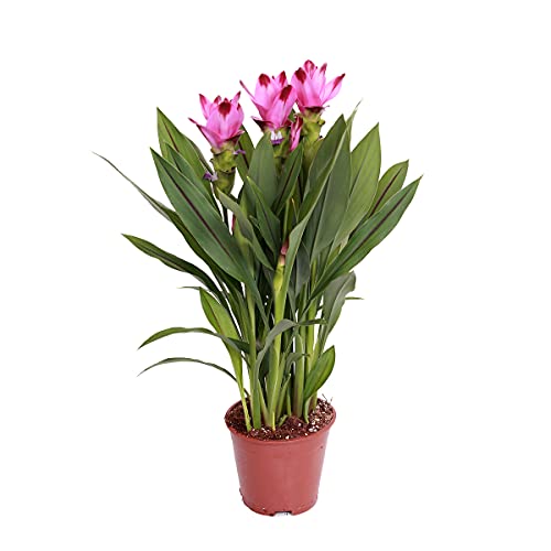 Bloomique Curcuma Siam Zimmerpflanze BL-208
