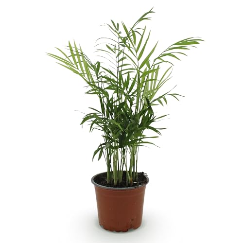 Green boutiQ - Plante d'intérieur - Chamaedorea elegans - Palmier en or - Plante amicale pour les animaux - Vert - 1 Plante - Pot de 12cm - Hauteur de 15cm