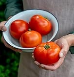 Burpee Celebrity' Hybrid | Slicing Red Tomato | Disease-Resistant, 35 Seeds