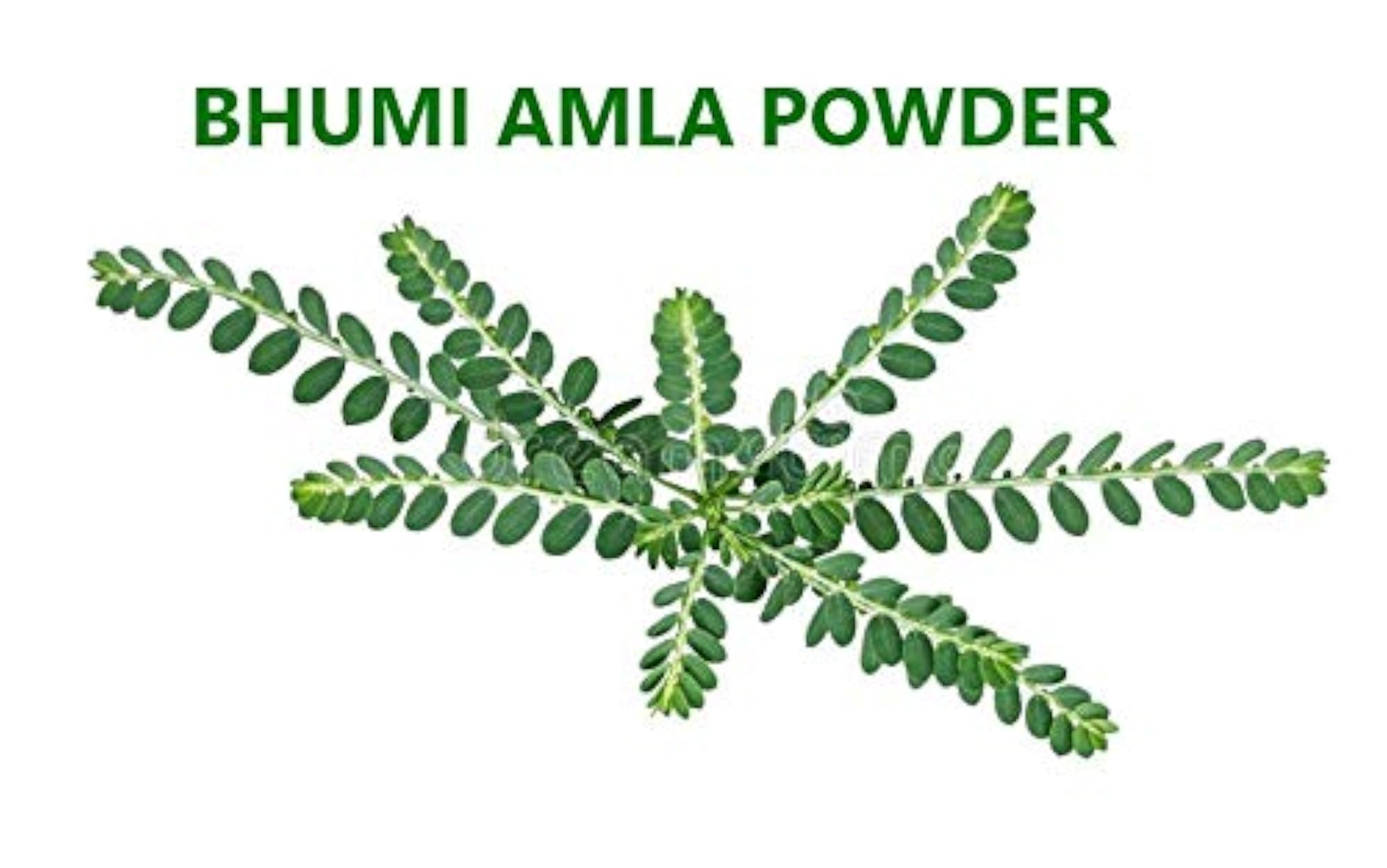 Bhumi Amla Powder (Phyllanthus Niruri), 400g