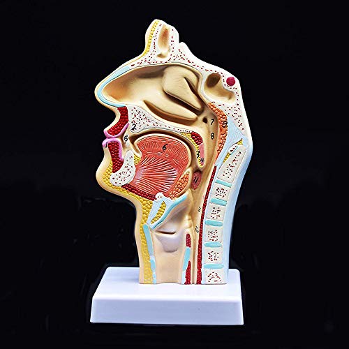 Benefischl Medizinisches Modell Der Menschlichen Anatomischen Nasen HHhlen Hals Anatomie Fuer Die Wissenschafts Klassen Studien Anzeige, Die Medizinisches Modell Unterrichtet