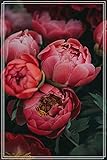 Valor ornamental: el color, la apariencia, la fragancia y la rima de la peonía son buenos, las flores son grandes y coloridas, las flores son elegantes y la rima es fuerte.