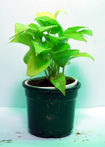 Image of Bigreen Plante Boys Live Money Plant Golden with Pot