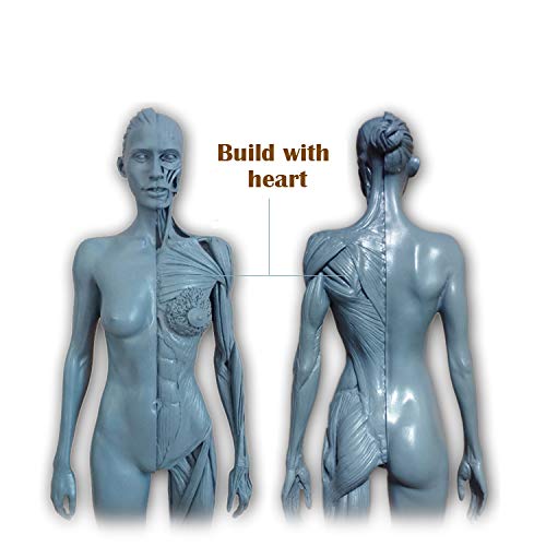 Amazon.com: EHVYBDX Female Anatomy Figure - 30Cm Human Anatomical