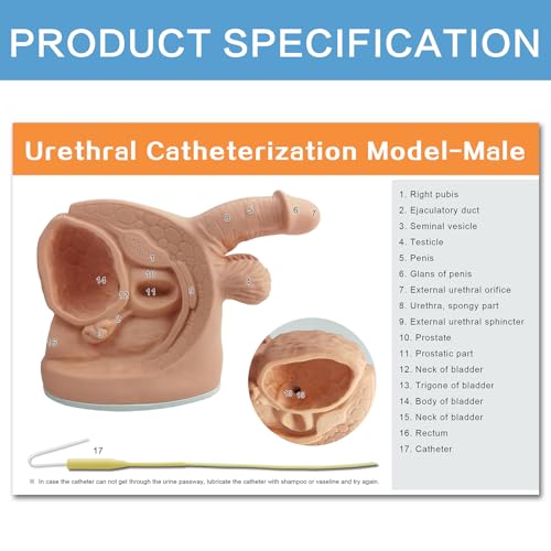 Image of Male Catheterization Model Internal and External Genital Anatomy Model for Clinical Teaching and Medical Education Training Practice, 1 Piece