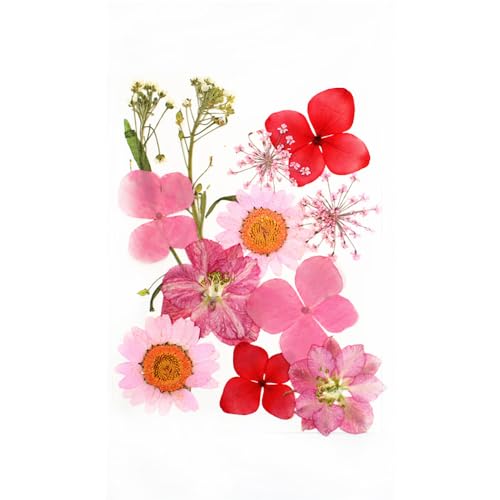 Flores secas prensadas reales, kit 12 piezas color rosa miniatura 1