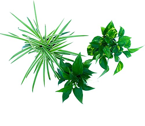 Trio de Plantas Purificadoras del Aire Naturales Plantas para el Hogar Que Mejoran la Calidad del Entorno