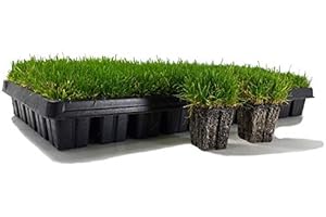 Zoysia Plugs: Your Lawn's Thirst-Quenching Oasis