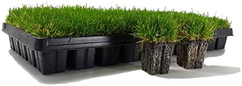 Zoysia Plugs - 200 Large Grass Plugs - Drought Tolerant, Low Maintenance