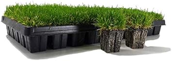 Zoysia Plugs - 200 Large Grass Plugs - Drought Tolerant, Low Maintenance