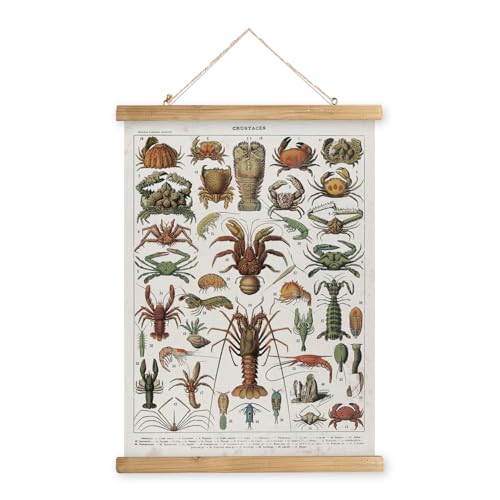 MIDEFINCH Vintage Crustacean Species Wall Art Poster - Illustrated Seafood Chart with Various Marine Life - Nautical Kitchen Decor - Educational Ocean Biology Print - 16 X 23 inches