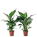 2er-Set Einblatt 3-5 Blüten/Knospen - echte Zimmerpflanze, Spathiphyllum - Höhe ca. 50 cm, Topf-Ø 13 cm