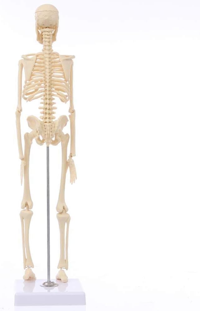 Human Skeleton Model 45Cm Human Bones Anatomical Model of Support To Training for Medical Education medical model