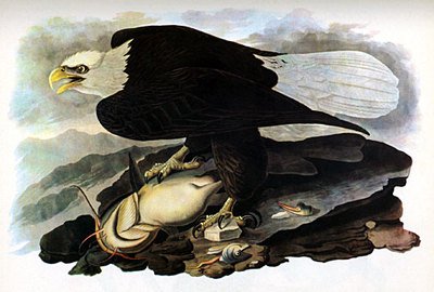 John James Audubon"Bald Eagle" Birds of North America Art Edition