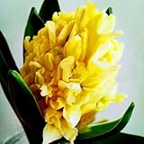 kiskick 300 Unids/bolsa Semilla de Jacinto Ecológica Fácil de Plantar Semilla de Flor de Jacinto Fresca para el Hogar semillas para plantar verduras y frutas Amarillo Semillas de jacinto