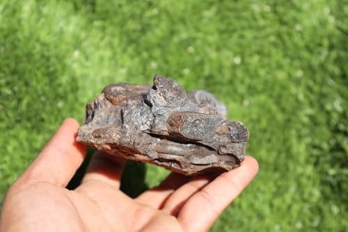 Image of Ammonite Natural Platyclymenia & Goniatites Plate Fossil from Morocco Rare Fossil A48