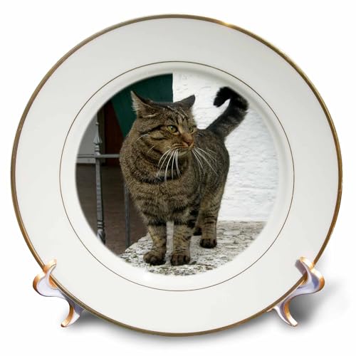 3dRose cp_4464_1 Cat Porcelain Plate, 8
