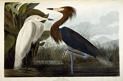 Tableau Toile Héron Pourpré John Audubon Décoration Murale 60x90cm SERENDIPITP