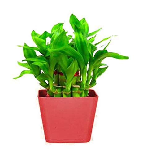 Real Nature 2 layer lucky bamboo in Red pot-image-15