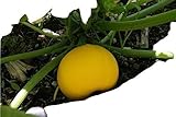 Wenn Sie eine kompakte Zucchini Variante suchen, die nicht anzuviel Platz beansprucht und sogar im Kübel ergiebig Früchte trägt, sind Sie hier genau richtig. Das Zucchinifleisch schmeckt zart. Sie können die Zucchini aber auch teilen und zum Füllen verwenden.