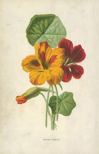 Cuadro en lienzo impreso de 60x90cm de Frederick Edward Hulme, lámina artística para oficina