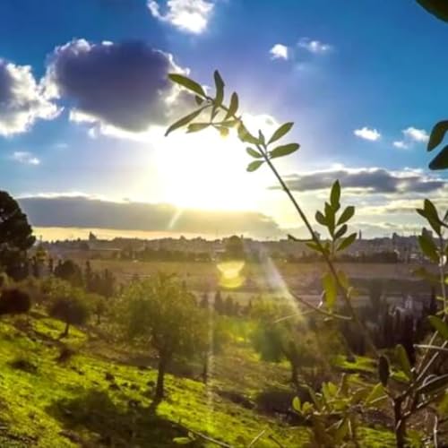 Holy People, Holy Land (Acharei Mot-Kedoshim, Covenant & Conversation)