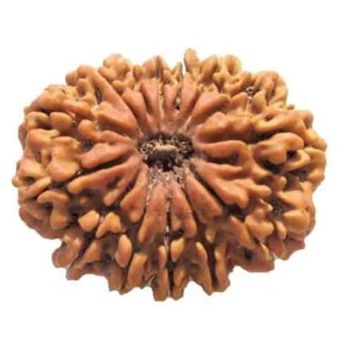 BluDiamond 14 Mukhi Nepali Rudraksha चौदह मुखी रुद्राक्ष पेंडंट Brown 14 Face Rudraksha Chaudah Mukhi 14 मुखी रुद्राक्ष Precious Fourteen Mukhi Rudraksha Blessing Hanuman For Locket Bracelet Natural Fourteen Face Rudraksha Pendent-image-4