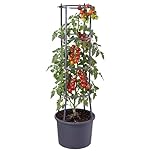 GEEZY Self Watering Tomato Planter Pot with 4-Tier Trellis for Climbing Vine Plants and Vegetables – Drainage Holes, Easy Assembly, Weather-Resistant – Indoor/Outdoor, Balcony, Patio, Garden