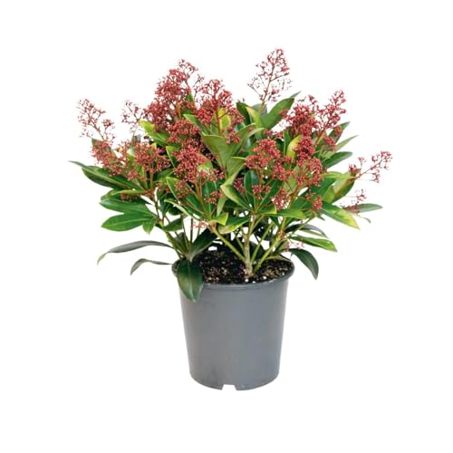 Skimmia Japónica Planta Natural con Aroma y Elegancia