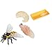 Cabilock Ciclo di Vita di Un Ape Simulazione Bee Ciclo di Vita Modello Ape Modello Cognitivo Giocattoli per I Bambini Educational 1 Set/ 4Pcs