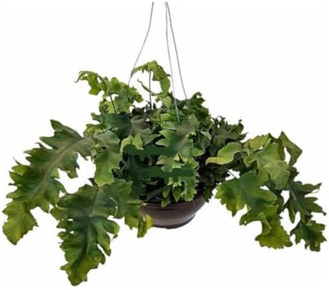 Planta Samambaia Amazonas Azul Polypodium Aureum Na Cuia