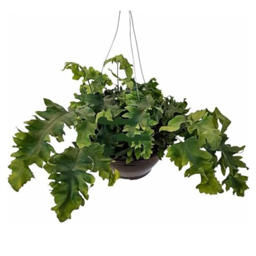 Planta Samambaia Amazonas Azul Polypodium Aureum Na Cuia