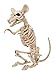 Crazy Bonez Skeleton Rat