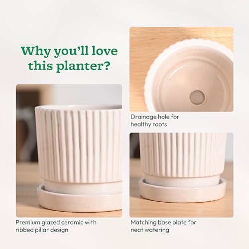 Image of UGAOO Roma Ceramic Pot |Indoor Ceramic Planter for Home, Office, Garden, Balcony - White (4 Inch)