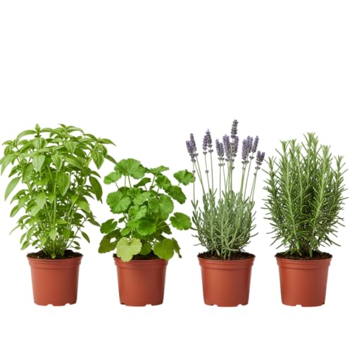 Pack Balcón Antimosquitos de 4 Plantas Vivas DECOALIVE | Geranio Citronela, Albahaca Estrecha, Romero y Lavanda