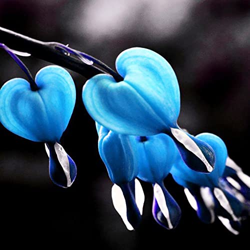 Yegaol Garden 25Pcs Blue Bleeding Heart Seeds Lamprocapnos Spectabilis Seeds Perennial Non-Gmo Deer Resistant Flower Seeds Home Garden Backyard Plant #TOP4