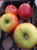 Herbstapfel Ecolette - Malus domestica - 140-150cm