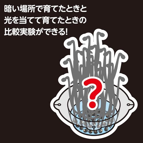 アーテック(artec) 手のひら実験室 水耕栽培で緑豆もやしを育てよう 102917 6枚目