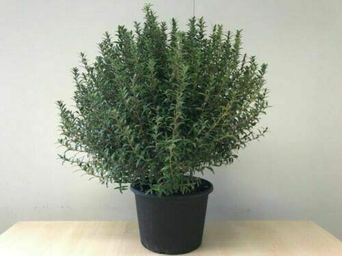 Pianta di Mirto Nano "Myrtus communis microphylla" in vaso ø9