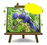 Stanley-Pflaumen -Obstpflanze alte Frucht auf Blumentopf 20 - Baum max 170 cm – 2 Jahre Anbau Italien