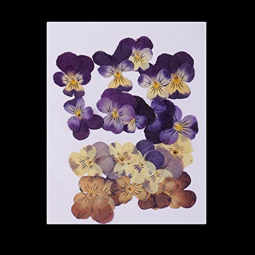 Baoblaze 20 Pezzi Veri Fiori Secchi Pressati Viola...
