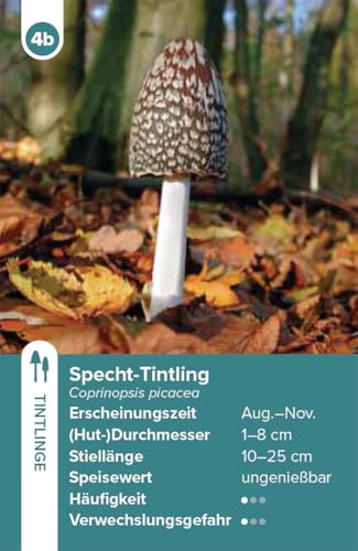 Haupt Verlag Einheimische Pilze – das Quartett-Spiel: mit 32 Pilzen aus Deutschland, Österreich und der Schweiz