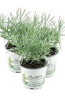 3x Currykraut Pflanze, Helichrysum angustifolia im 12 cm Topf, direkt aus der Gärtnerei Enseleit