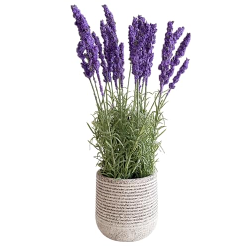Image of Garden Art Artificial Lavender Plant with Pot - Flocked Purple Lavender Flowers in Textured Pot, Perfect for Home Decor, Office Desk & Gift Use (P-0230Purple)