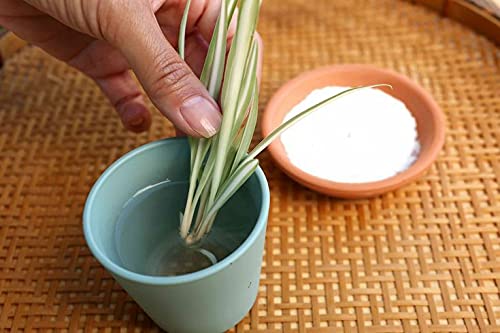 Siddhi Vinayak Gallery® Imported Rooting Hormone Powder for Plants Cuttings | Plant Fast Root Growth Hormone Powder (Pack of 10 gm) (B0933CMKZZ) Amazon Price History, Amazon Price Tracker