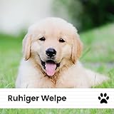 Hundebegleiter